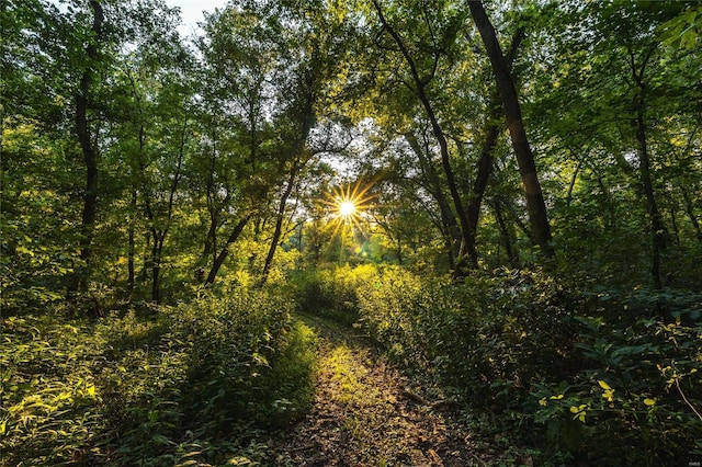 view of local wilderness