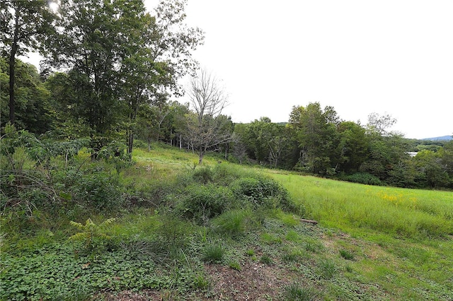 view of local wilderness