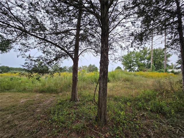 view of local wilderness