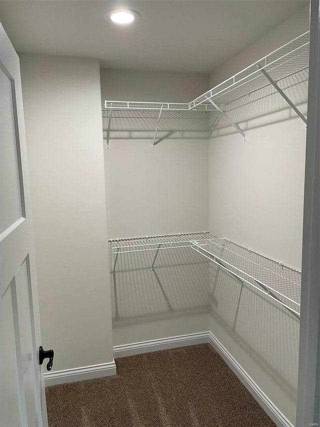 walk in closet featuring carpet flooring