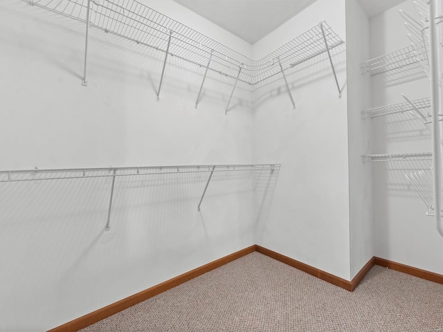 walk in closet with carpet floors