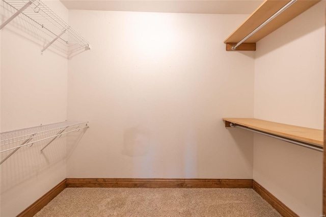 spacious closet featuring carpet flooring