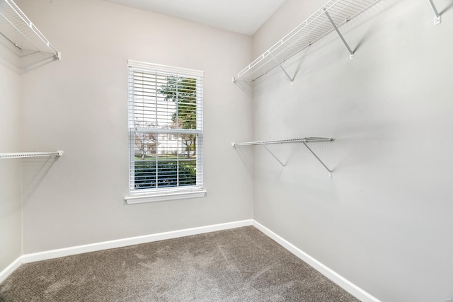 walk in closet with carpet floors