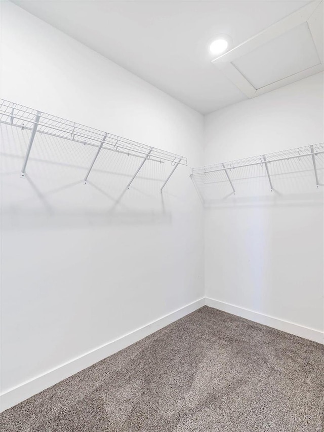 walk in closet with carpet flooring