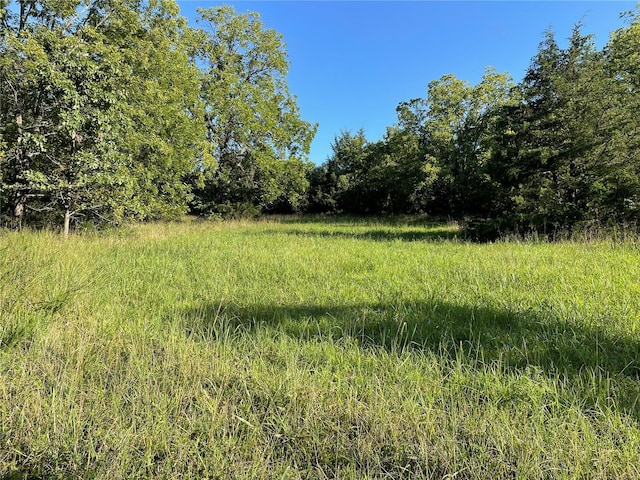 view of local wilderness