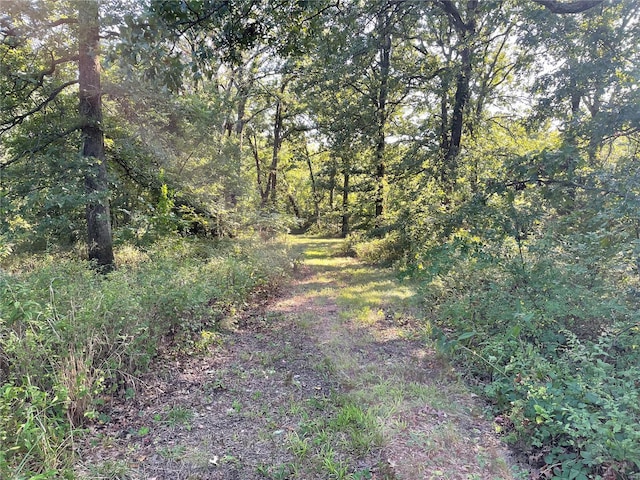 view of local wilderness