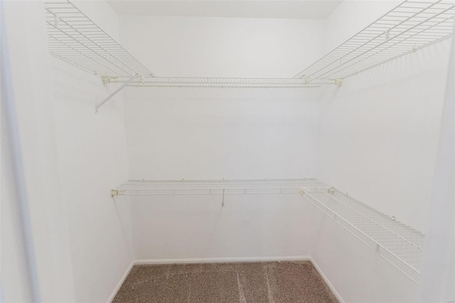 spacious closet featuring carpet flooring