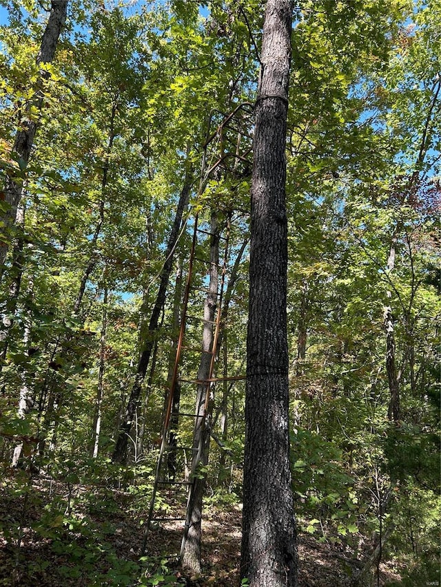 view of local wilderness