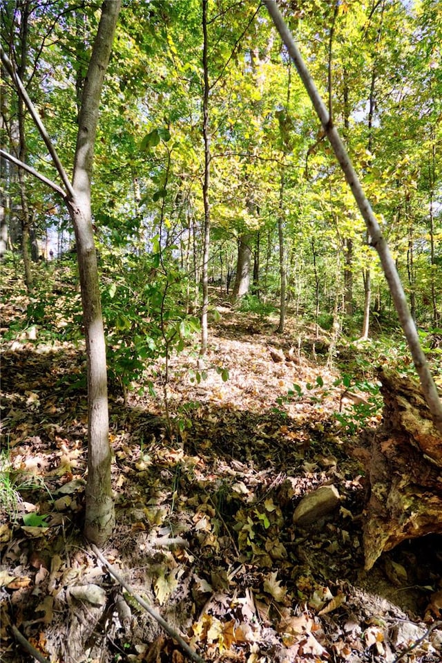 view of local wilderness