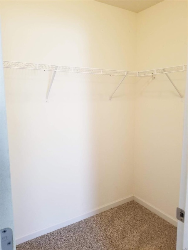 spacious closet featuring carpet flooring