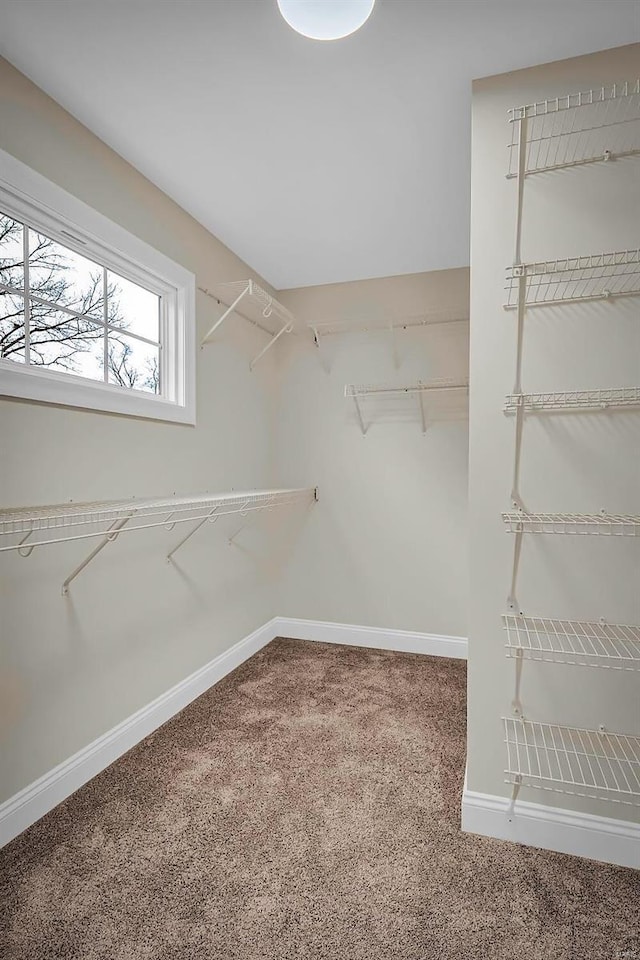 walk in closet with carpet