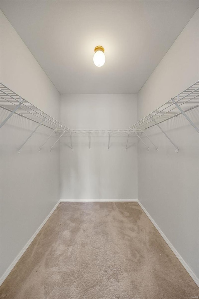 spacious closet featuring carpet flooring