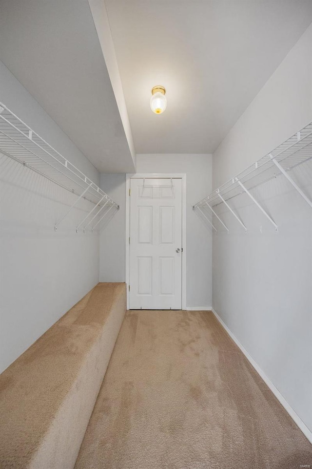 spacious closet featuring carpet