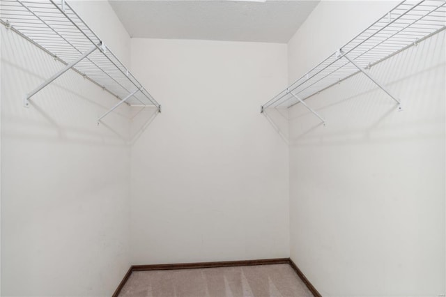 walk in closet featuring carpet floors