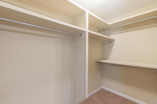 spacious closet featuring carpet floors