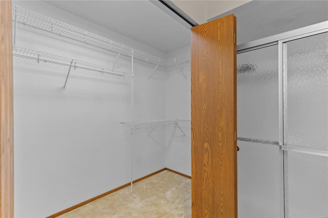 spacious closet featuring carpet