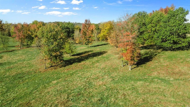 view of local wilderness