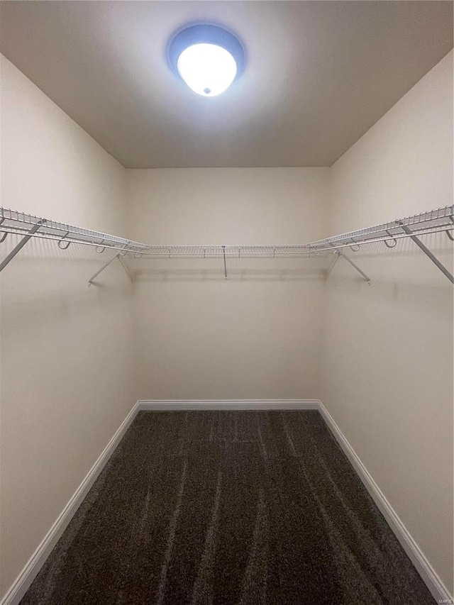 walk in closet with carpet flooring