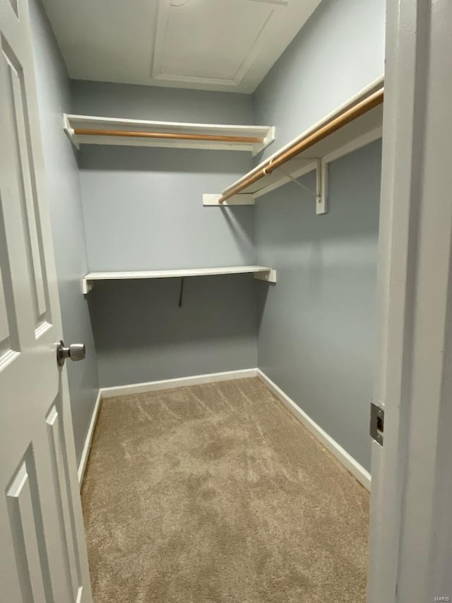 spacious closet featuring carpet floors