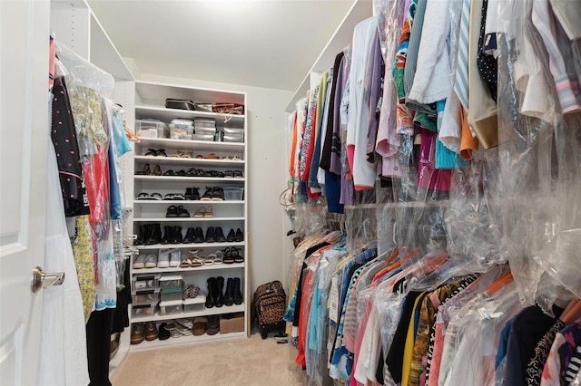 spacious closet featuring carpet floors