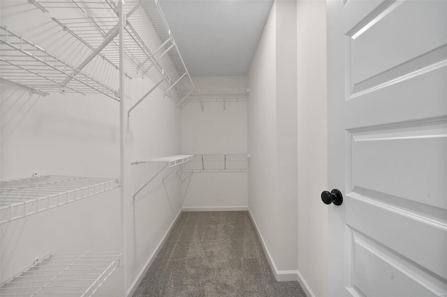 walk in closet featuring carpet