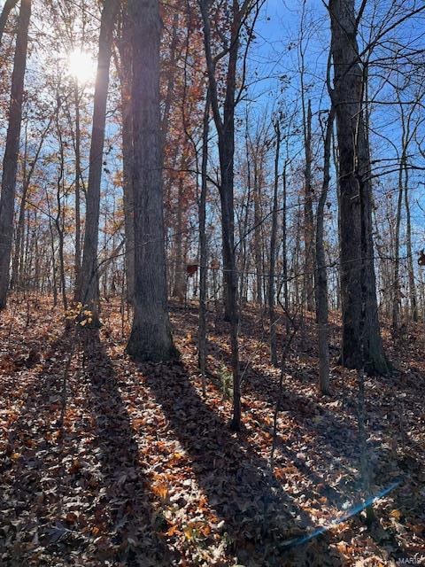 view of local wilderness