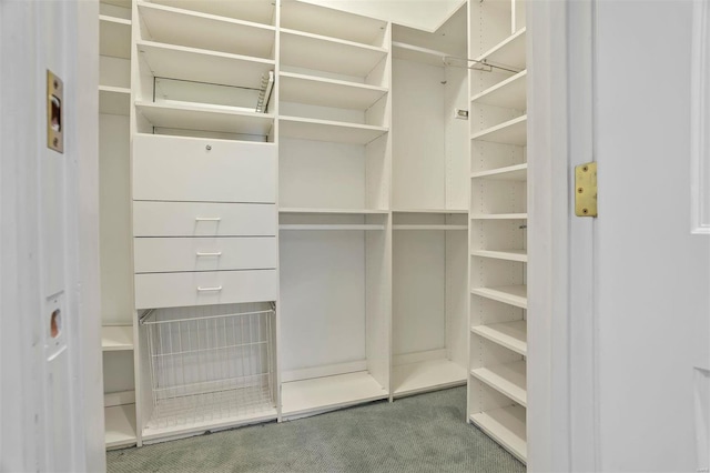 walk in closet with carpet flooring