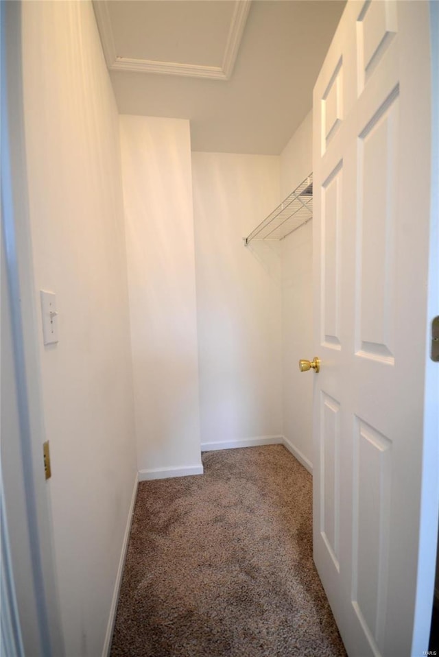 walk in closet with carpet floors