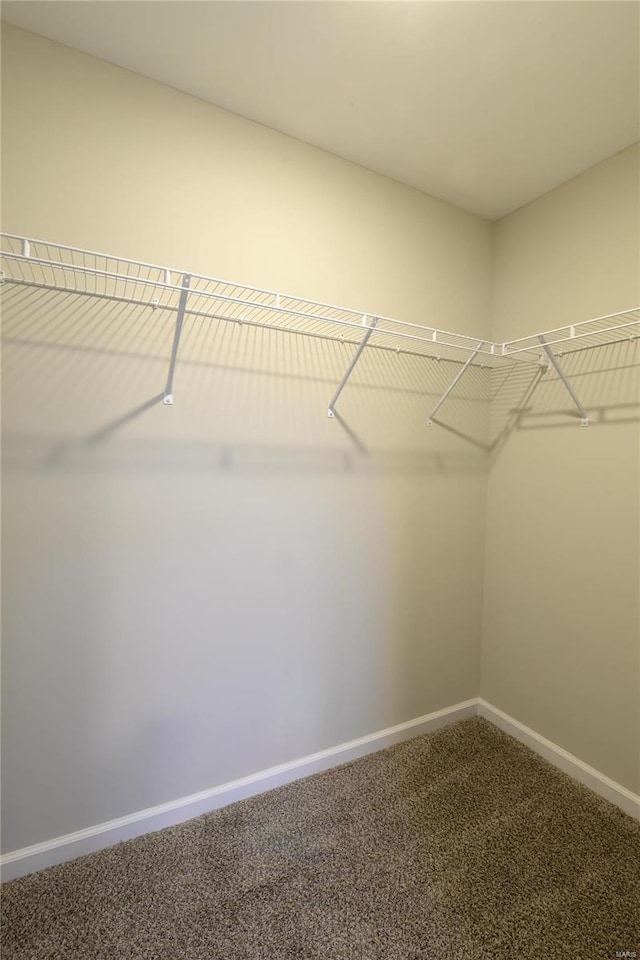 walk in closet with carpet