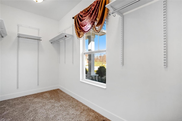 walk in closet with carpet flooring