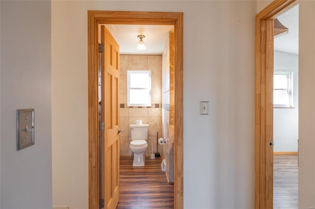 hall featuring a wealth of natural light, dark wood-type flooring, and tile walls