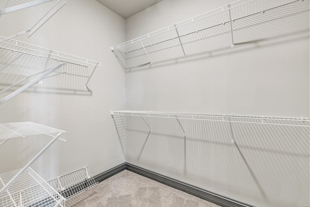 spacious closet with carpet