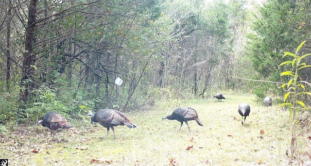 view of local wilderness