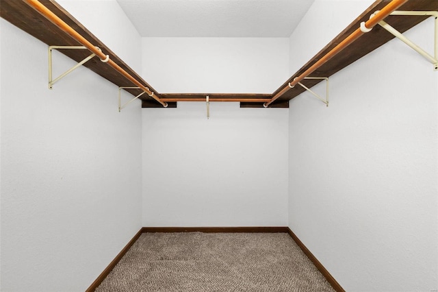 walk in closet featuring carpet flooring