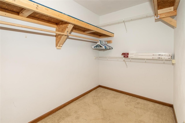 spacious closet featuring carpet