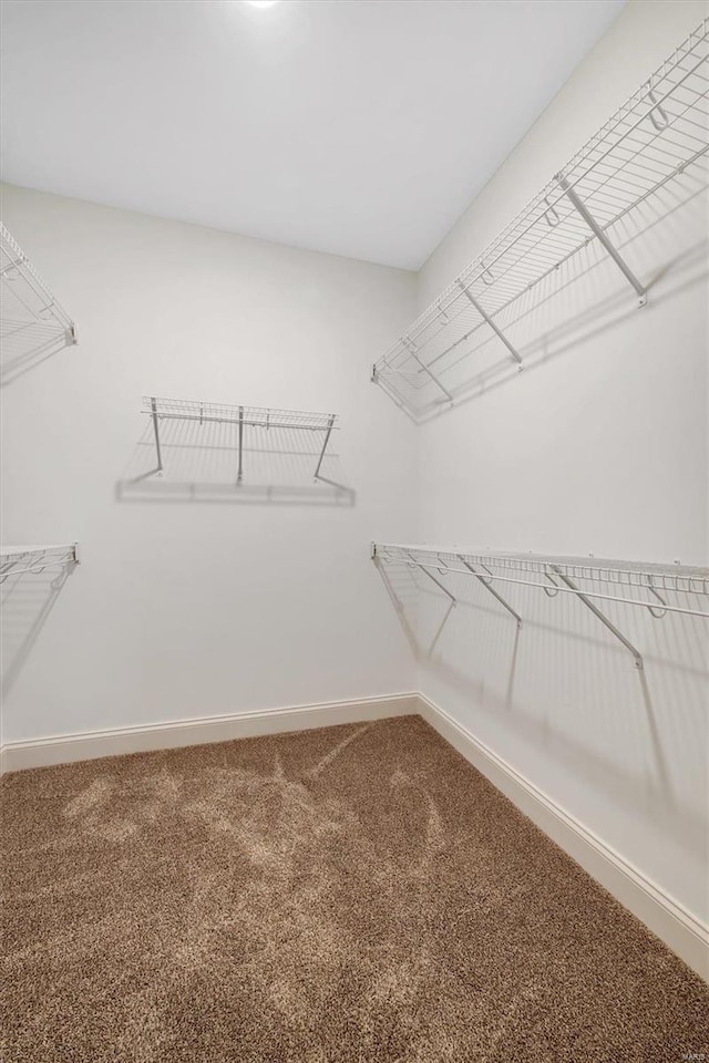 walk in closet featuring carpet flooring