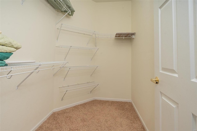 spacious closet featuring carpet floors