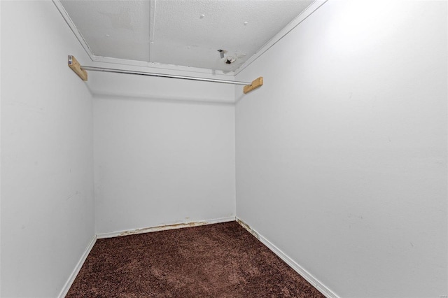 walk in closet featuring carpet flooring