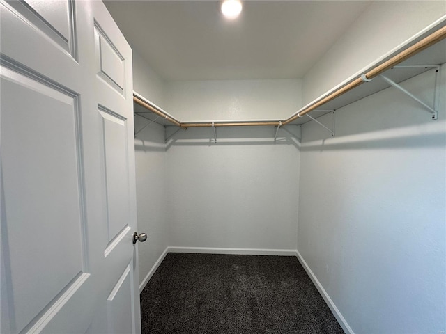 walk in closet featuring carpet