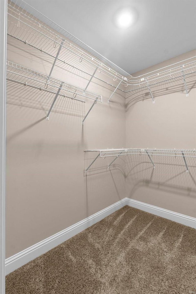 walk in closet featuring carpet flooring