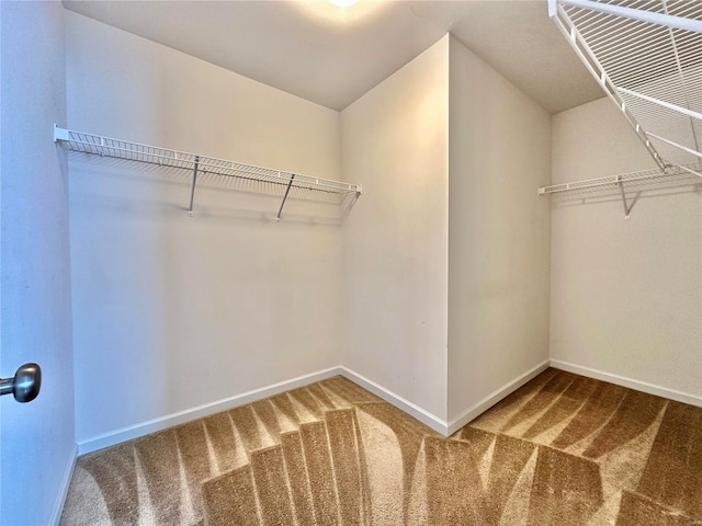 walk in closet featuring carpet