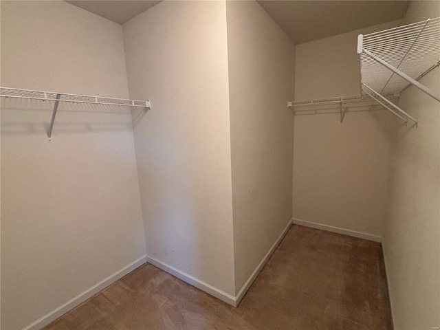 spacious closet featuring carpet flooring