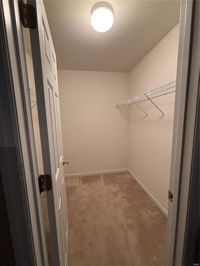 spacious closet featuring carpet flooring