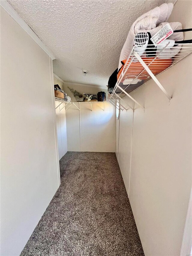 walk in closet with carpet