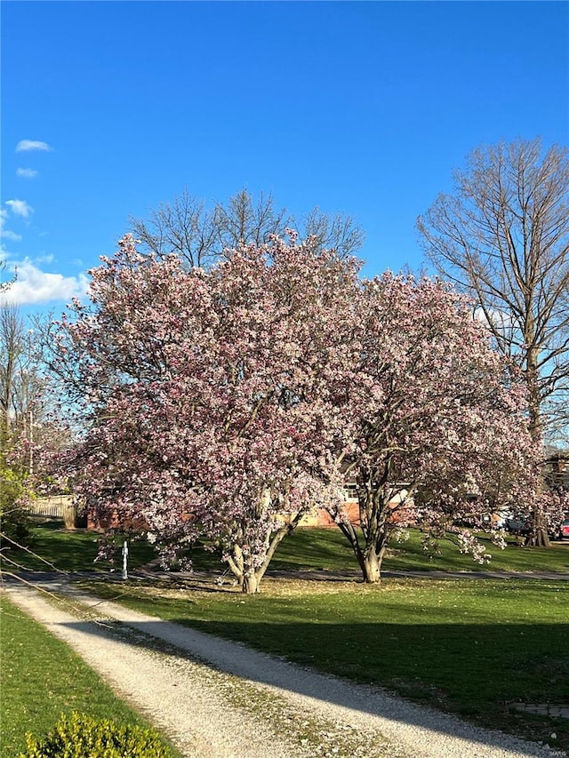 view of community with a lawn