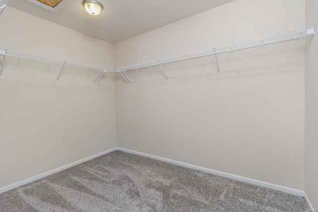 spacious closet featuring carpet flooring