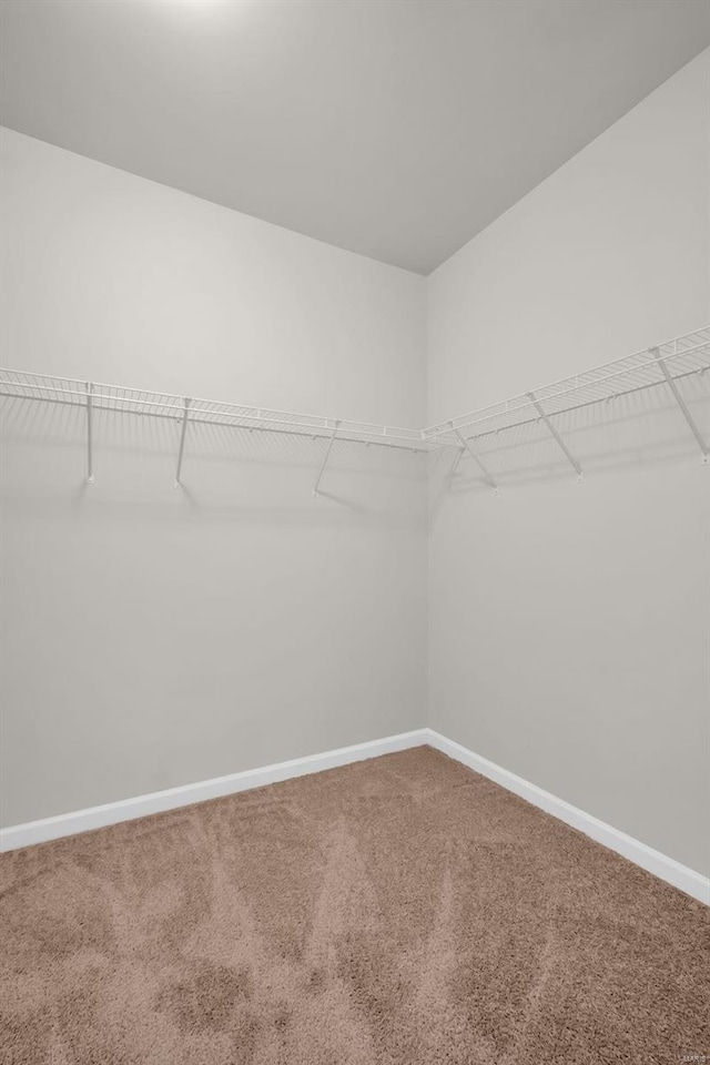 spacious closet featuring carpet flooring