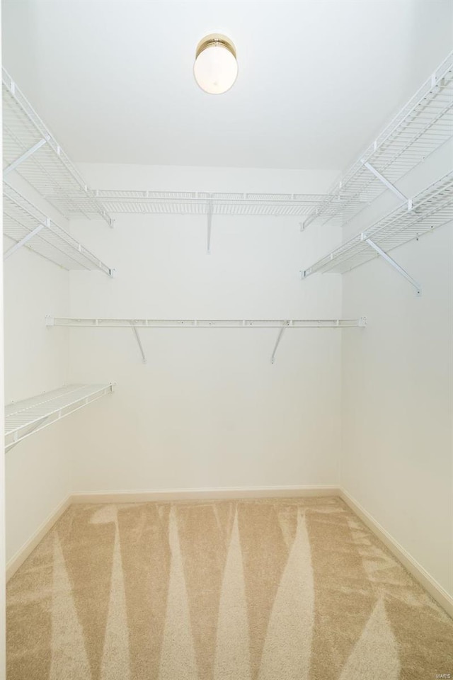 spacious closet featuring carpet flooring