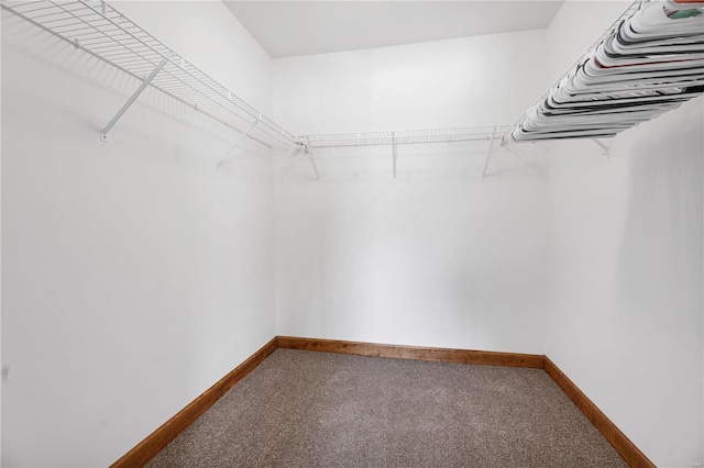 walk in closet with carpet flooring