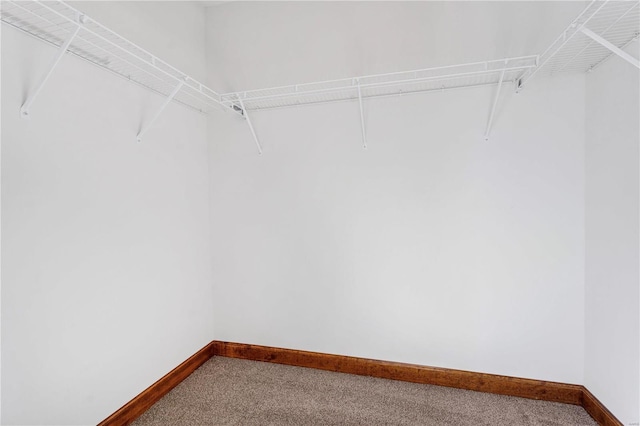 spacious closet with carpet flooring